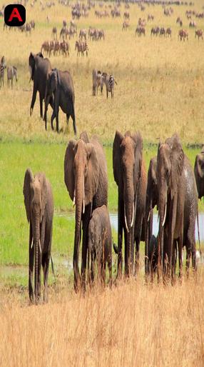 Amazing Africa