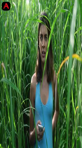 In the Tall Grass