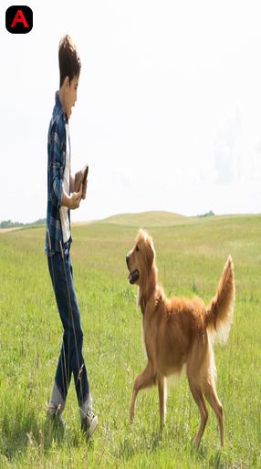 A Dog`s Purpose