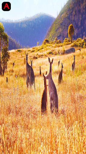 Kangaroo Valley
